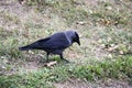 A jackdaw bird walks and searching a food. The jackdaw is walking on the ground at the autumn Royalty Free Stock Photo