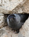 Jackdaw bird in watching mode, resting, rural Turkey Royalty Free Stock Photo