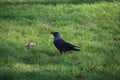 Jackdaw in black on green grass and crocus flowers in public parc in the Netherlands