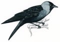 Jackdaw on a branch (Corvus monedula)