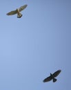 Jackdaw chasing a kestrel Royalty Free Stock Photo