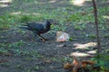 A jackdaw in a city Park eats ketchup from an abandoned plastic cup.