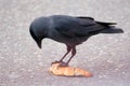 Jackdaw - Coloeus monedula Royalty Free Stock Photo