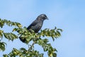 Jackdaw Coloeus monedula a black crow bird Royalty Free Stock Photo