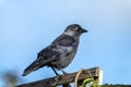 Jackdaw Coloeus monedula a black crow bird Royalty Free Stock Photo