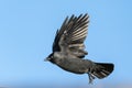 Jackdaw Coloeus monedula crow bird Royalty Free Stock Photo