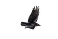 Jackdaw Coloeus monedula crow Royalty Free Stock Photo
