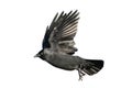 Jackdaw Coloeus monedula crow Royalty Free Stock Photo