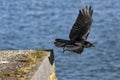 Jackdaw Coloeus monedula Royalty Free Stock Photo