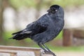 Jackdaw (coloeus monedula Royalty Free Stock Photo