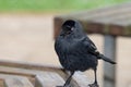 Jackdaw (coloeus monedula Royalty Free Stock Photo