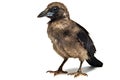 Jackdaw (Corvus corax) isolated on white background
