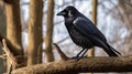 Jackdaw (Corvus cornix) perched on a branch. AI generated.