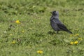 Jackdaw (Corvus moledula) Royalty Free Stock Photo