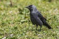Jackdaw (Corvus moledula) Royalty Free Stock Photo