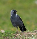 Jackdaw (Corvus monedula Royalty Free Stock Photo