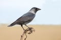The Jackdaw (Corvus monedula) Royalty Free Stock Photo