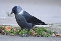 Jackdaw Corvus monedula