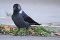 Jackdaw Corvus monedula