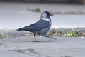 Jackdaw Corvus monedula