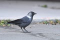 Jackdaw Corvus monedula