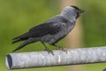 Jackdaw Corvus monedula