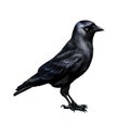 Jackdaw Corvus monedula