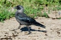 Jackdaw Corvus monedula.