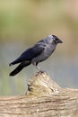 Jackdaw, Corvus monedula Royalty Free Stock Photo