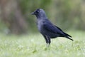 Jackdaw, Corvus monedula