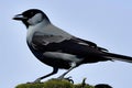 Jackdaw, Corvus monedula, single bird on rock, Brazil. Generative AI