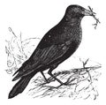 Jackdaw or Corvus monedula vintage engraving