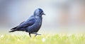 Jackdaw Corvus monedula walks through the grass looking for food Royalty Free Stock Photo