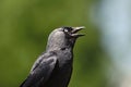 Jackdaw Crow Bird Calling Out. Black shiny feathers, beak open