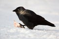 Jackdaw, Daw (Corvus monedula)