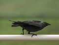 Jackdaw Royalty Free Stock Photo