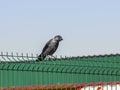 Jackdaw on the fence