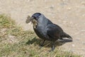 Jackdaw gathering nesting material Royalty Free Stock Photo
