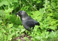 Jackdaw in a grass Royalty Free Stock Photo