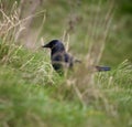 Jackdaw in the grass