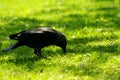 A Jackdaw on the green grass
