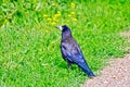 Jackdaw on the green grass