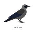 Jackdaw isolated on white background. Smart synanthrope bird with black plumage. Beautiful funny wild avian species