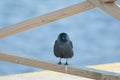 Jackdaw Royalty Free Stock Photo