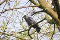 Jackdaw with nesting material. Royalty Free Stock Photo