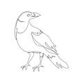 Jackdaw one line art. Continuous line drawing of halloween theme, gothic, ornithology, scary, bird.