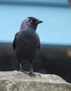 Jackdaw perched on a rock against blue background