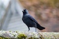 A Jackdaw perched on a wall