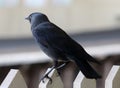 Jackdaw perched on white fence