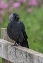 A Jackdaw perched on a wooden fence